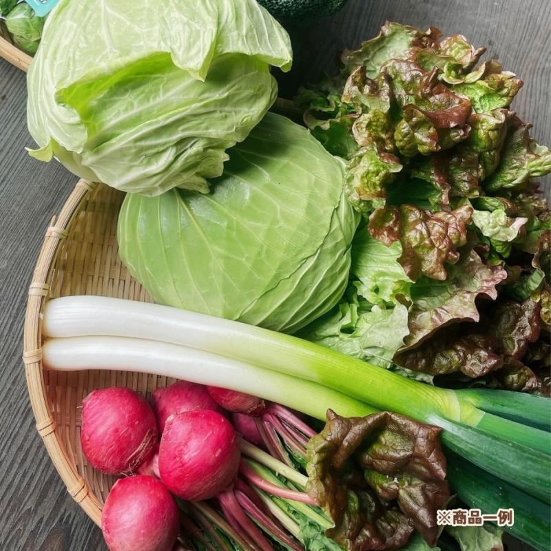 【濱くんちのお野菜】旬のお野菜セット　5～8種　約6kg～(濱くんちのお野菜さん)のメインイメージ