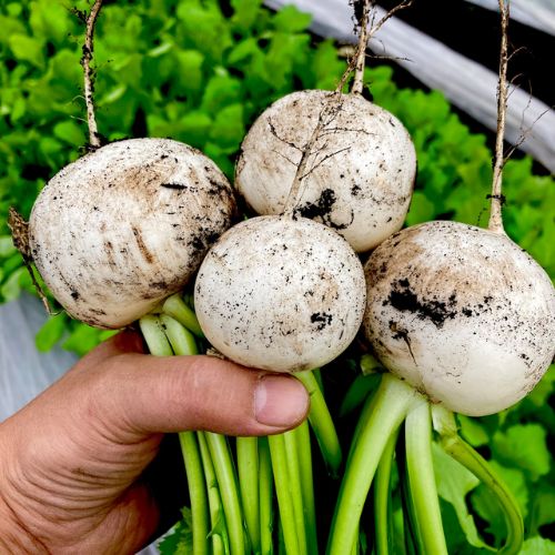 【標準セット】旬の野菜セット（送料無料）　朝穫れ旬の野菜7～８種類　80サイズ箱(とのわファームさん)のメインイメージ