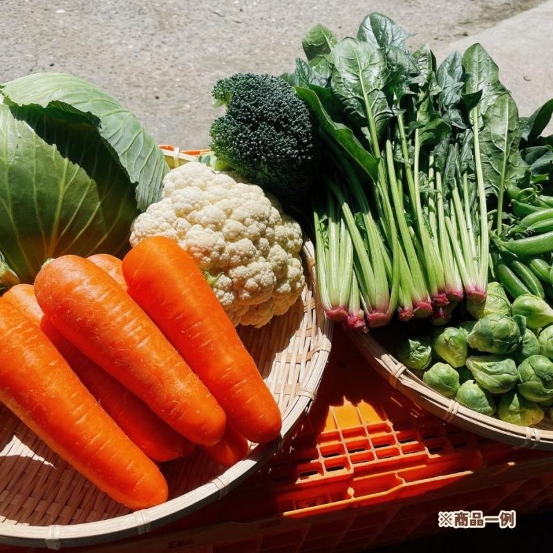 【濱くんちのお野菜】旬のお野菜セット　5～8種　約6kg～(濱くんちのお野菜さん)のメインイメージ