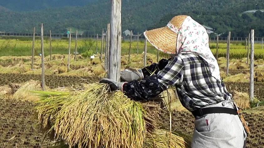 【2025年新米】 特別栽培米 わら屋のお米 はえぬき 5kg(おがわ藁農園さん)のメインイメージ