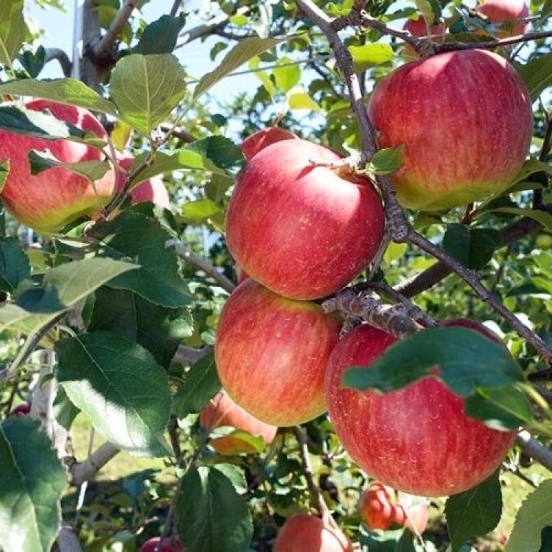 2025年サンふじ使用　無添加100%りんごジュース【6本入り】(まるもと農園さん)のメインイメージ