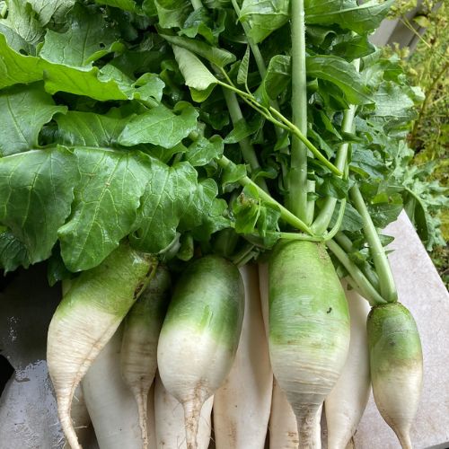 【標準セット】旬の野菜セット（送料無料）　朝穫れ旬の野菜7～８種類　80サイズ箱(とのわファームさん)のメインイメージ