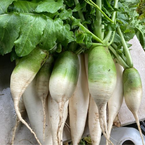 【少量サイズ】旬の野菜セット（送料無料）　朝穫れ旬の野菜6～7種類を少量ずつ　６０サイズ箱(とのわファームさん)のメインイメージ
