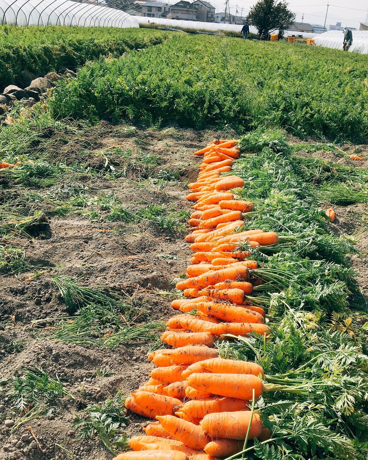 【濱くんちのお野菜】徳島県藍住町産春にんじん10kg(濱くんちのお野菜さん)のメインイメージ